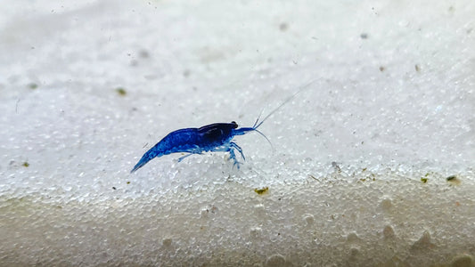 Ocean Blue Dream Shrimp