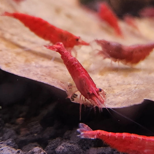 Cherry shrimp, fire red shrimp, freshwater shrimp, neocaridina