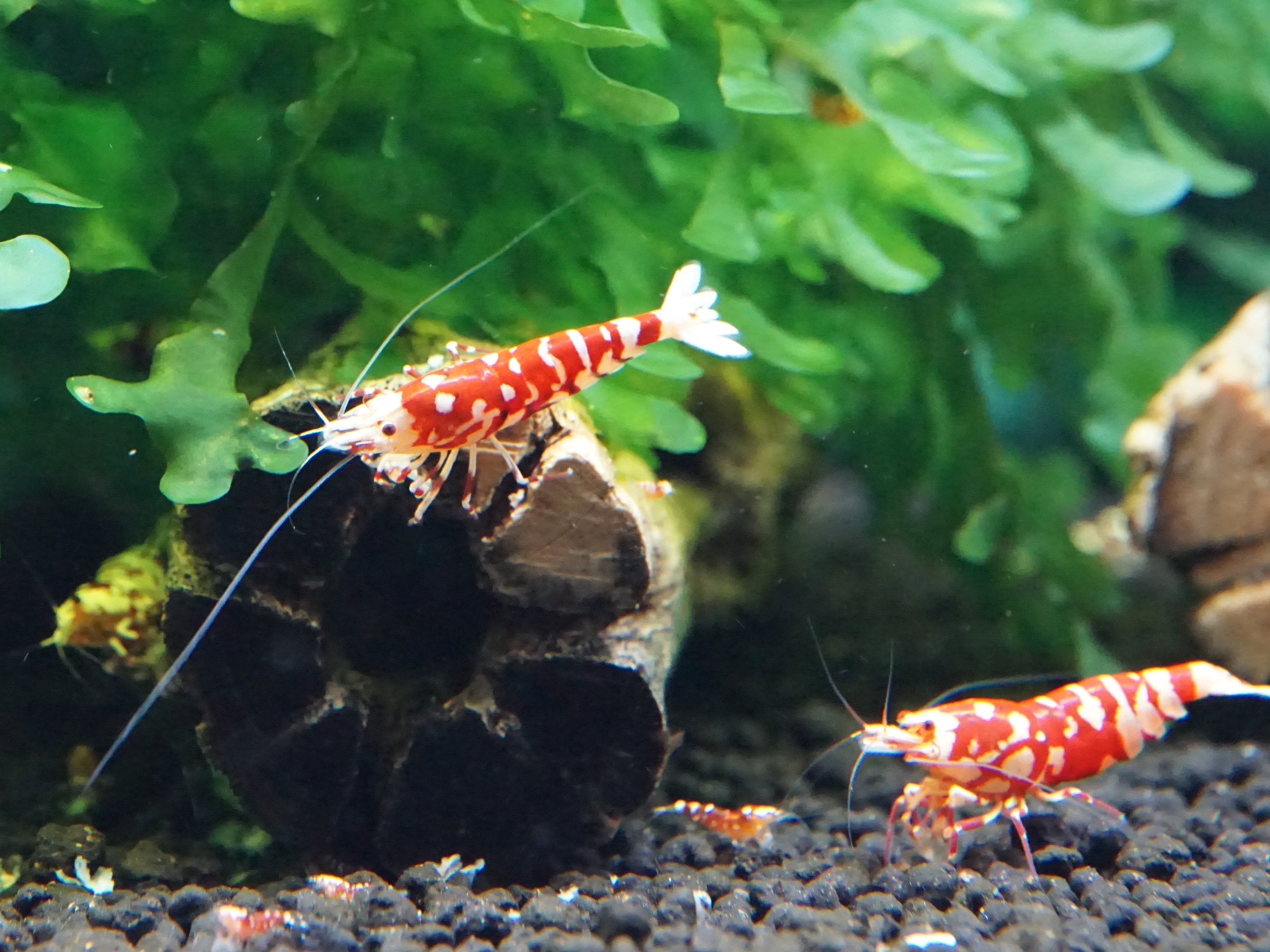 Red Fancy Tiger, shrimp, freshwater shrimp, caridina shrimp, red and white, teeter's tanks, nick teeter