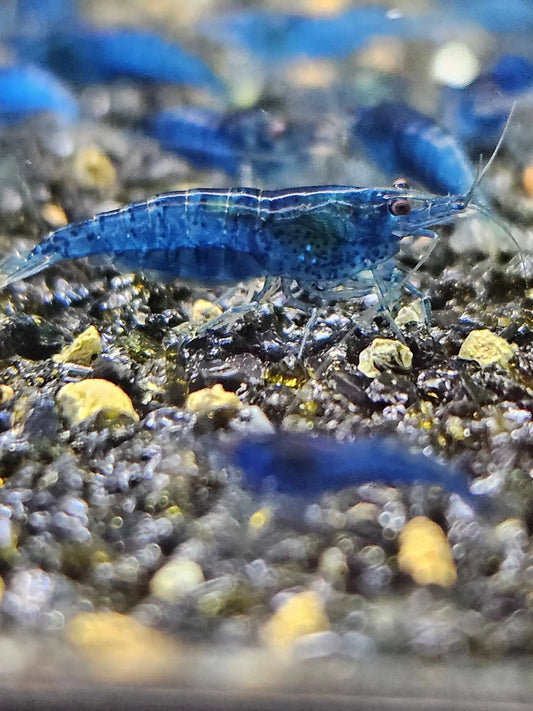 Blue Dream Shrimp